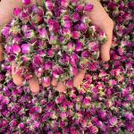 فروش گل محمدی