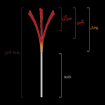 زعفران زعفران