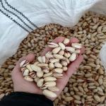 پسته Pistachio
