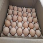 Free-range eggs