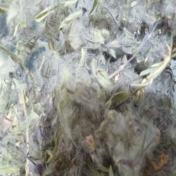 چای کوهی بسیار تازه