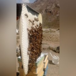 عسل ایران