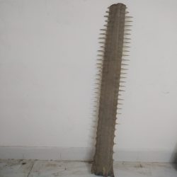 دندان اره ماهی