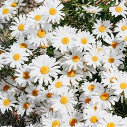 فروش دم نوش و چای بابونه
