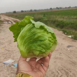 تامین کننده محصولات کشاورزی 