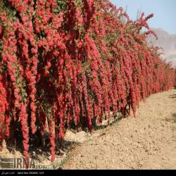 باغ زرشک