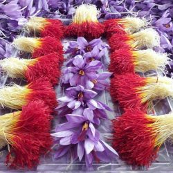 زعفران طلای سرخ
