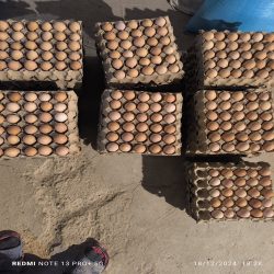 تولید کننده تخم مرغ محلی