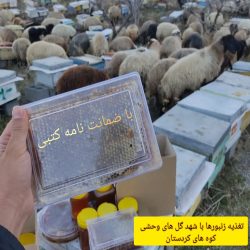 عسل درمانی خالص کوهی 