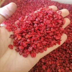 Excellent barberry