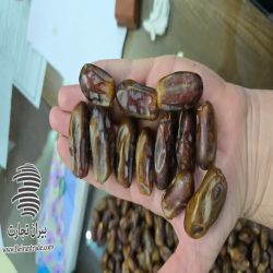 خرمای استعمران صادراتی 