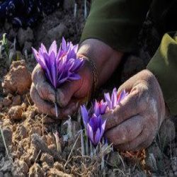 خشکبار شمس