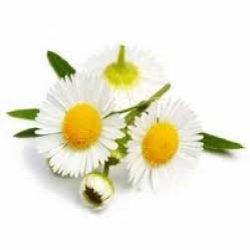 عرقیجات گیاهی 