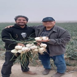 Onion