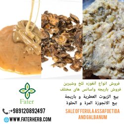 صادرات انواع آنغوزه وباریجه