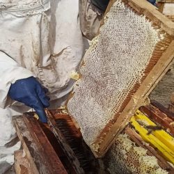 العسل الجبلي النقي للأغراض الطبية
