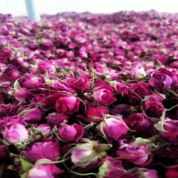 غنچه گل محمدی 