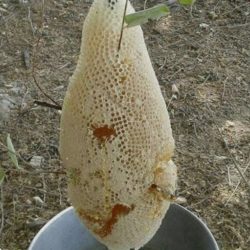 فروش عسل