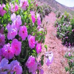 گل محمدی مرغوب