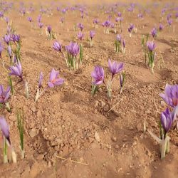 فروش مستقیم زعفران