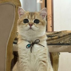 گربه بریتیش گلد