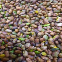 مغز پسته وحشی(بنه) 