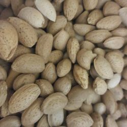 بادام سنگی درختی 