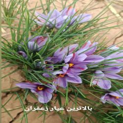 زعفران