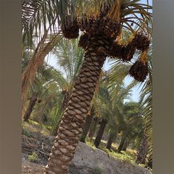 خرمای درجه 1 کبکاب ، شاوی و شیره خرما