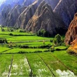 برنج خوش عطر و خوشمزه و درجه یک درگز