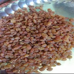 کشمش و مویز