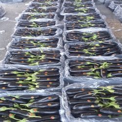 فروش محصولات گلخانه ای لوکس فروش محصولات گلخانه ای لوکس