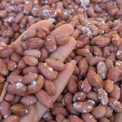 بادام زمینی آستانه اشرفیه بادام زمینی آستانه اشرفیه