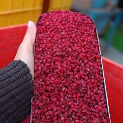 زرشک