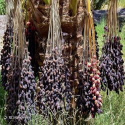 خرما مضافتی بم درجه یک 