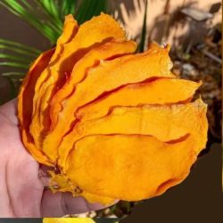 میوه خشک/Dried fruit/فواكه مجففة
