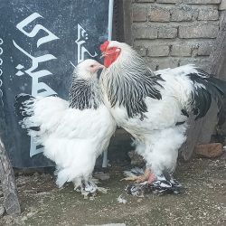 مرغ و خروس برهما کلمبین لایت