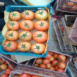 گوجه هیدروپونیک گلخانه ای 