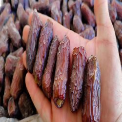 عمده فروشی خرما