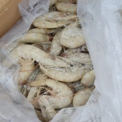 صادرات میگو از بندرعباس