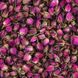 غنچه گل محمدی