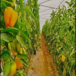 فلفل دلمه گلخانه ای
