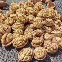 فروش عمده ی گردوی درجه یک