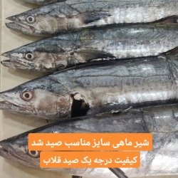 ماهی دریای بوشهر ماهی دریای بوشهر