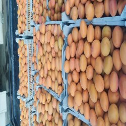 صادرات انواع میوه ها