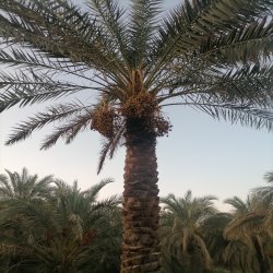 خرما 