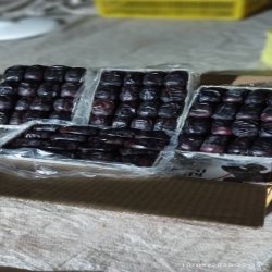 خرمای مضافتی بم 