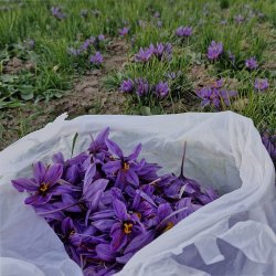 فروش زعفران مستقیم از کشاورز