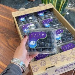 فروش بلوبری گلخانه ای به روش سالم فروش بلوبری گلخانه ای به روش سالم