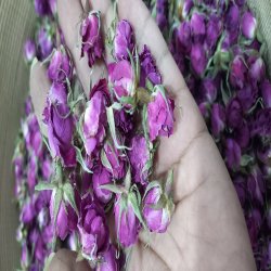 غنچه گل محمدی ایران